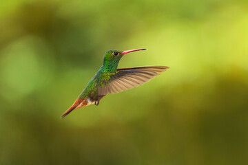Rufous-tailed hummingbird (Amazilia tzacatl) flying to pick up nectar from a beautiful flower . Action wildlife scene from nature.