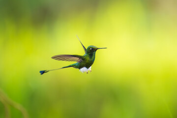 White-booted Racket-tail - Ocreatus underwoodii, green bird of hummingbird in the brilliants, long tail with two flags. 4K resolution, best of Ecuador