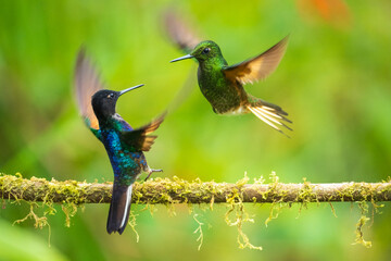 Velvet-purple Coronet (Boissonneaua jardini), fighting, in flight, 4K resolution, best Ecuador humminbirds
