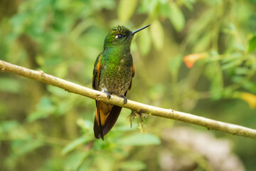 Buff-tailed coronet (Boissonneaua flavescens), in flight, 4K resolution, best Ecuador humminbirds
