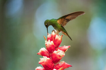 Buff-tailed coronet (Boissonneaua flavescens), in flight, 4K resolution, best Ecuador humminbirds
