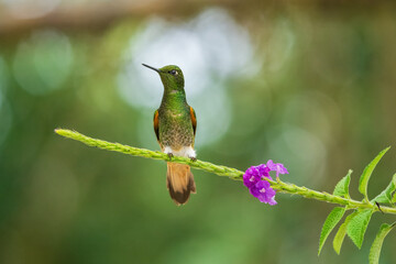 Buff-tailed coronet (Boissonneaua flavescens), in flight, 4K resolution, best Ecuador humminbirds
