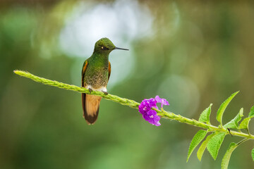 Buff-tailed coronet (Boissonneaua flavescens), in flight, 4K resolution, best Ecuador humminbirds
