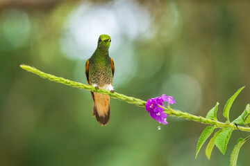 Buff-tailed coronet (Boissonneaua flavescens), in flight, 4K resolution, best Ecuador humminbirds
