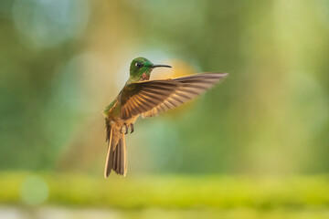 Fototapeta premium Fawn-breasted Brilliant Hummingbird in flight, 4K resolution, best Ecuador humminbirds 
