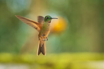 Fawn-breasted Brilliant Hummingbird in flight, 4K resolution, best Ecuador humminbirds
