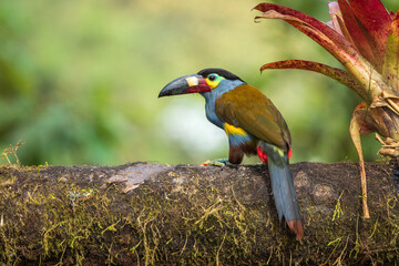 Plate billed mountain toucan (Andigena laminirostris) sitting on the branch, 4k resolution, best birds of Ecuador