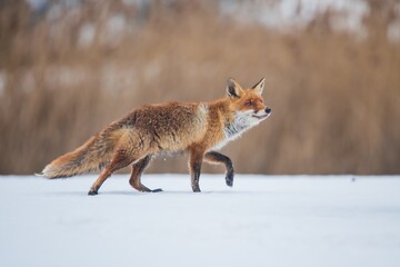 Red fox (Vulpes vulpes), runs in snow with snowfall, Sumava National Park, Bohemian Forest, Czech Republic, Europe