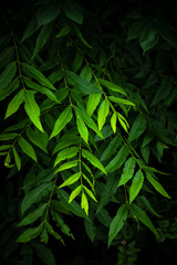 Green leaves on a tree