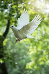 A white dove flies in the sky against a green background