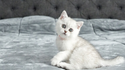 Fluffy grey Scottish kitten is sitting on bed looking at camera, front view, space for text. Cute young British shorthair cat with brown eyes.