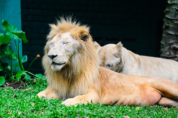 Close up male and female lions