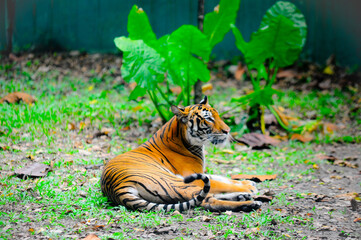 Harimau Malaya or Malayan Tiger