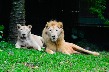 Close up male and female lions