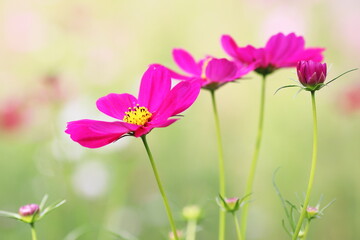 Fototapeta premium 連なって咲くピンクのコスモス