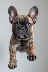 Fototapeta premium A black puppy is jumping in the air