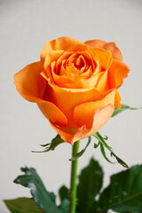 オレンジ色のバラ