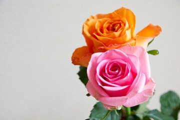オレンジとピンクのばら