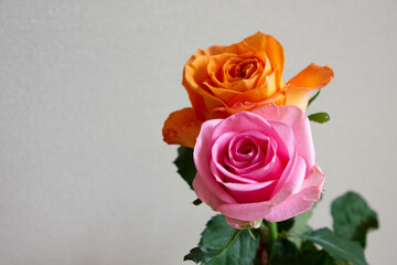 オレンジ色とピンクのばら