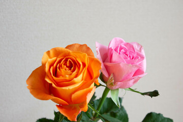 オレンジ色とピンクのばら