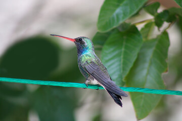 hummingbird on a branch