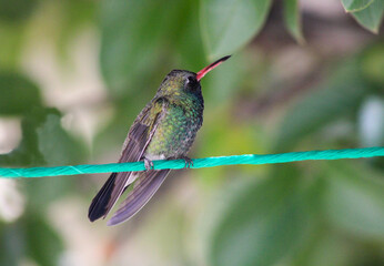 Obraz premium hummingbird