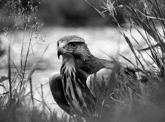 Black and white photography of bird of prey in nature