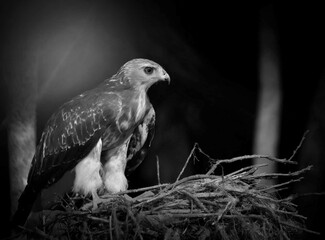 Black and white photography of bird of prey in nature