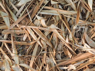 Dry bamboo leaf texture for a simple, minimalist natural background.    