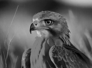 Bird of prey in the wild