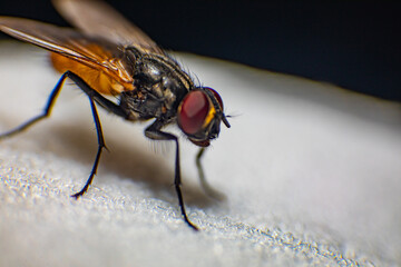 Fly