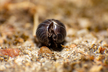 Bicho-da-conta Armadillidium vulgare