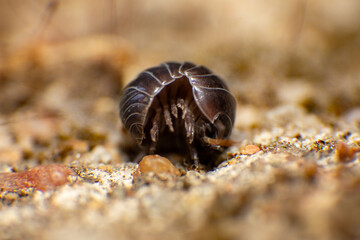 Bicho-da-conta Armadillidium vulgare