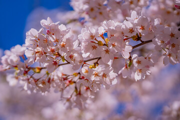 Spring background. Blossom tree branch with white flowers. Spring flowers. White flowers the fruit tree. The sakura. Cherry blossom trees in bloom. Blooming apple tree in the spring garden.
