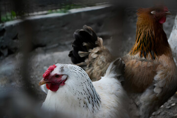 Poultry, chickens behind the fence.