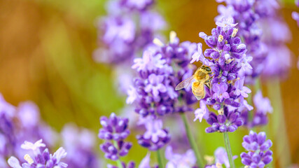 ラベンダーにとまるミツバチ