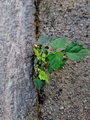 nature, plant, garden, flower, tree, summer, leaf, 