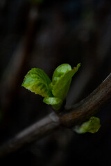 Macro photo of a hydrangea flower in a home garden.