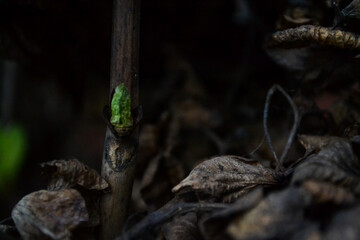 Fototapeta premium Macro photo of a hydrangea flower in a home garden.