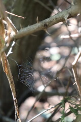 Spider with web among dry branches. Spider with its web highlighted by the morning sunlight.