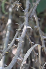 Naklejka premium Branches full of thorns. Large, sharp thorns. Thorn texture in an inhospitable place.
