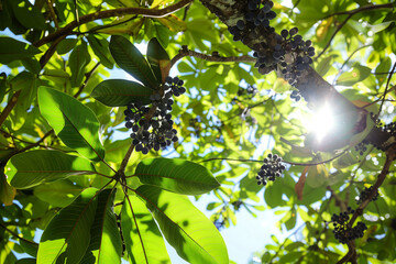Acai berries growing on the branches of the tree