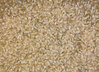 玄米　画面一面