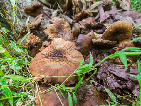Spoiled Rooten Mushrooms On THe Ground Surrounded By Leaves
