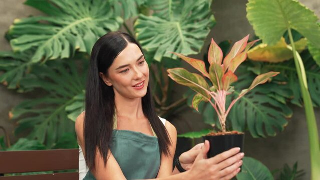 Young female gardener tending and gentle watering to tropical plant in minimalist architectural concrete style summer exotic plant foliage garden, home gardening for environmentalist lifestyle. Blithe