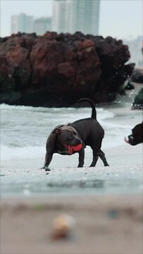 perros bulldog jugando en la playa con una pelota