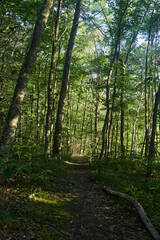 Footpath in the forest. Thick grove of green trees. 
