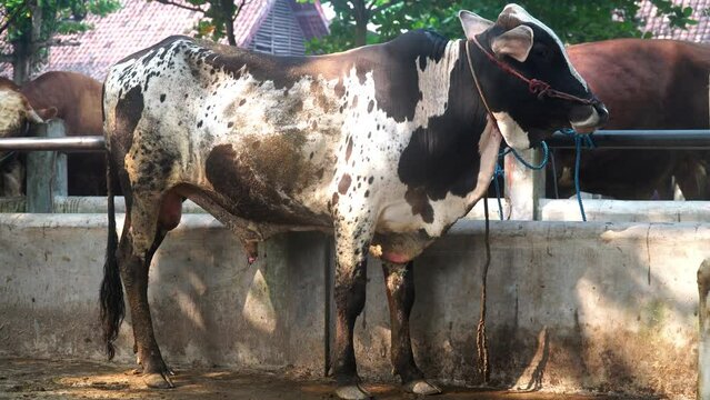 Black and white cow tied up at Animal Market. Focus selected, Background blur