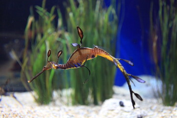 Weedy sea dragon in aquarium