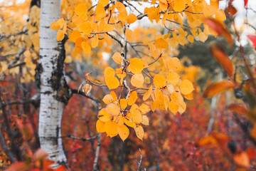Close up view of autumnal leaves in a tree